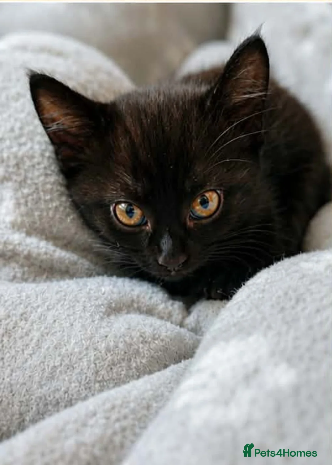Domestic Shorthair cats for sale: The Kittens are looking for a lovleyhouse  - Advert 6