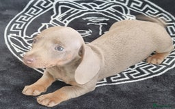 Dachshund dogs for sale: Gorgeous Mini Dachshund puppy's  - Image 10