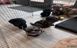 Cockapoo dogs for sale: Cockapoo puppies for sale  - Advert 7