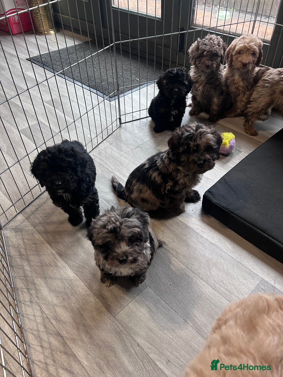 Cockapoo dogs for sale: Cockapoo puppies for sale  - Advert 7