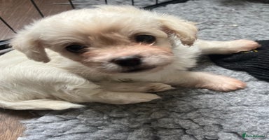 Mixed Breed dogs - Advert 12