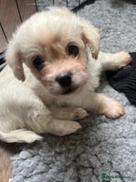 Mixed Breed dogs - Advert 5