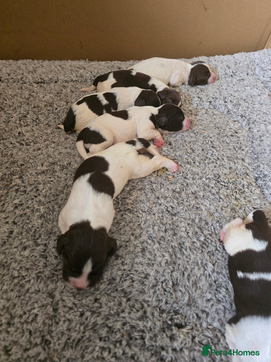 English Springer Spaniel dogs for sale: English Springer Spaniel liver & white pups - Advert 4