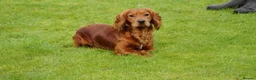 Cocker Spaniel dogs for sale: Quality working cocker spaniel pups - Advert 6
