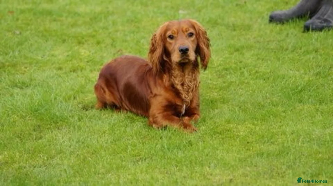 Cocker Spaniel dogs for sale: Quality working cocker spaniel pups - Advert 6
