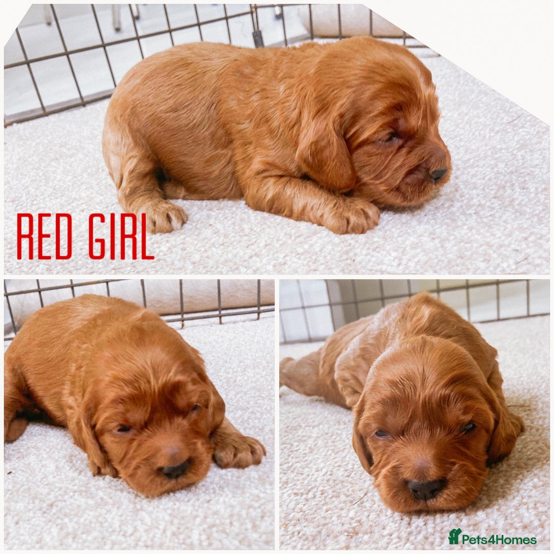 Cockapoo dogs for sale: Fox red Cockapoo pups  - Image 7
