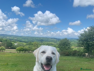 Labrador Retriever dogs in Ruthin - Advert 11