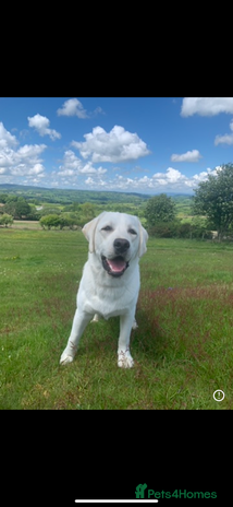 Labrador Retriever dogs in Ruthin - Advert 1
