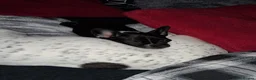 French Bulldog dogs for sale: Female french bulldog 10 months old - Advert 4
