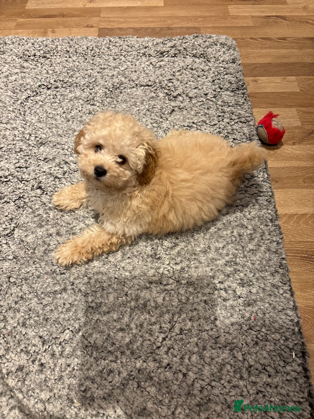 Poochon dogs for sale: Gorgeous male Poochon puppy  - Advert 2