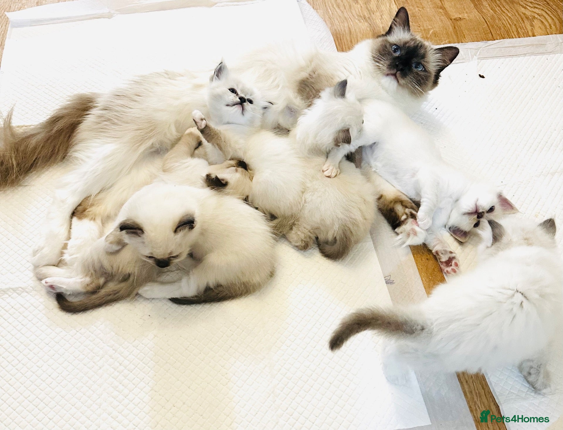 Ragdoll cats GCCF Registered Ragdolls - Advert 1