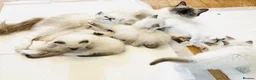 Ragdoll cats for sale: GCCF Registered Ragdolls - Advert 1