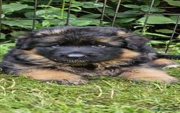 German Shepherd dogs for sale: Beautiful girl available  - Image 20
