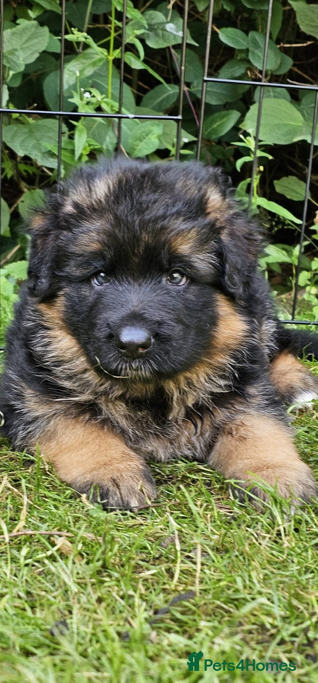 German Shepherd dogs for sale: Beautiful girl available  - Image 20