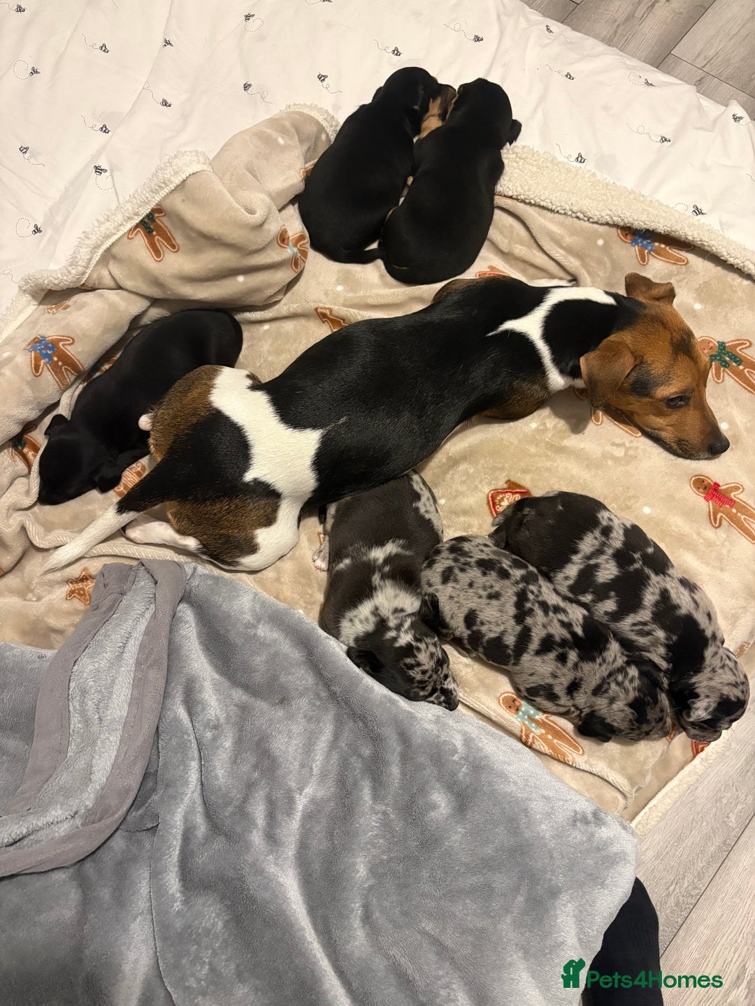 Jack Russell dogs for sale: Much wenlock jrt puppies 4 weeks old  - Advert 1