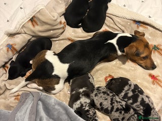 Jack Russell dogs Much wenlock jrt puppies 4 weeks old - Advert 15