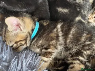 Mixed Breed cats Bengal x American shorthairxBombay kittens 🐱 - Advert 8