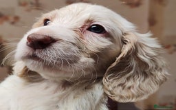 Sprocker dogs for sale: Gorgeous Sprocker Spaniel puppies. - Image 2