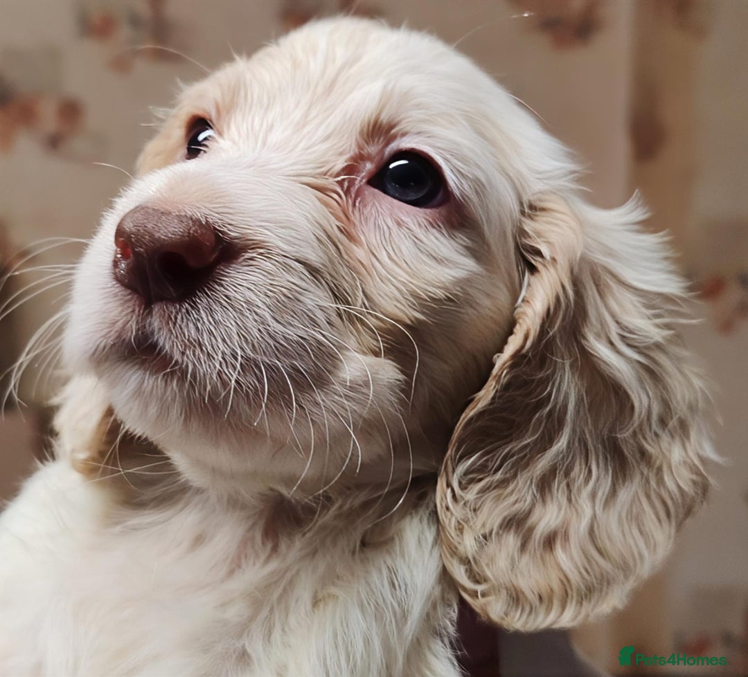 Sprocker dogs for sale: Gorgeous Sprocker Spaniel puppies. - Image 2