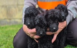 Cockapoo dogs for sale: Cockapoo pups - Image 13