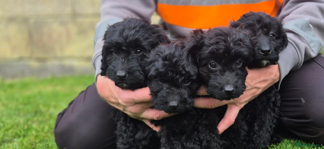 Cockapoo dogs for sale: Cockapoo pups - Image 13