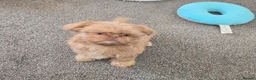 Shih Tzu dogs for sale: Shihtzu pups Beautiful colours & imperial sizes 🐾 - Advert 3