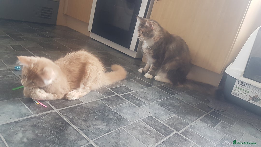 Maine Coon cats for sale: Tica Pedigree Blue Tortoishell Female Maine Coon  - Image 7