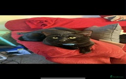 Mixed Breed cats for sale: Brothers looking for loving home  - Image 7