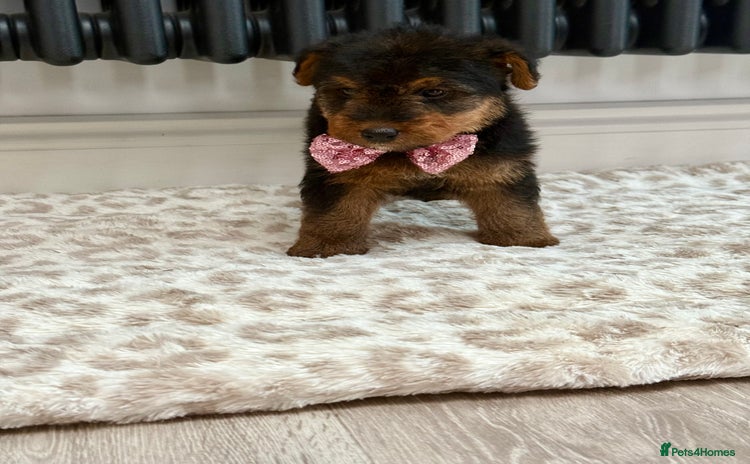 Welsh Terrier dogs Beautiful Welsh terrier puppies  - Advert 2