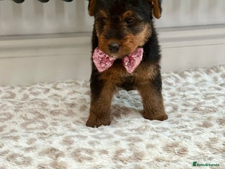 Welsh Terrier dogs Beautiful Welsh terrier puppies - Advert 2