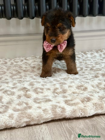 Welsh Terrier dogs Beautiful Welsh terrier puppies - Advert 2