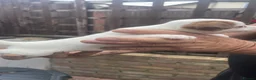 Jack Russell dogs for sale: Jack Russell puppys - Advert 4