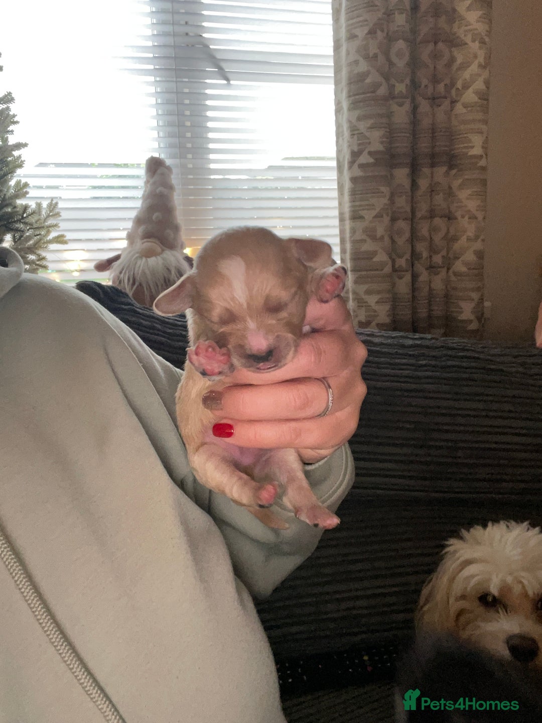 Mixed Breed dogs for sale: Cavachon x sprolli  - Advert 9