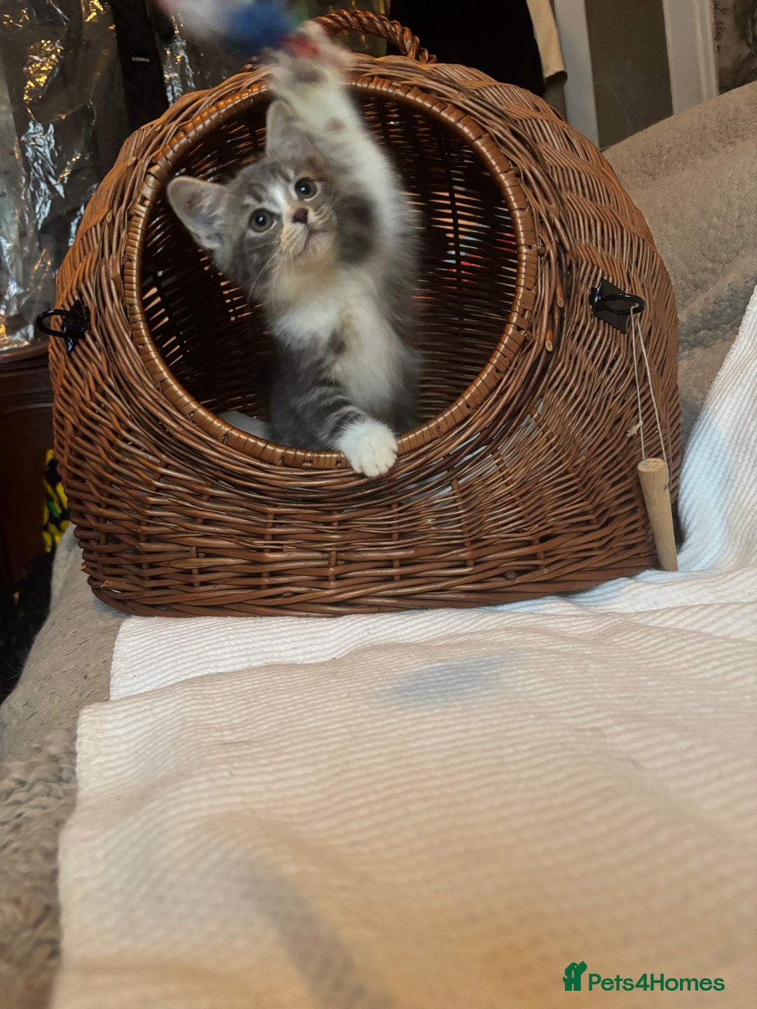 Mixed Breed cats for sale: Maine-Coon x British Blue Kittens.  - Advert 14