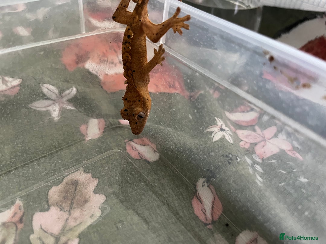 Gecko reptiles for sale: Lilly white and Dalmatian harlequin crested geckos - Image 13