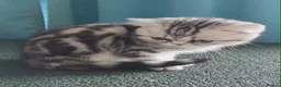 British Shorthair cats for sale: Bsh.Silver Classic  Tabby. GCCF. - Advert 4