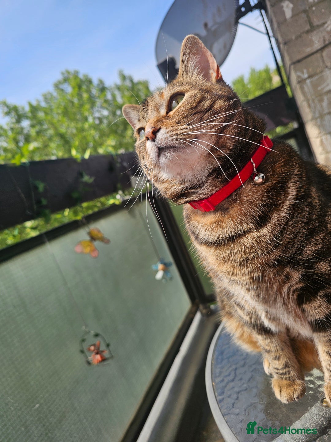 Mixed Breed cats for sale: Beautiful Kitty ♥️ - Image 2