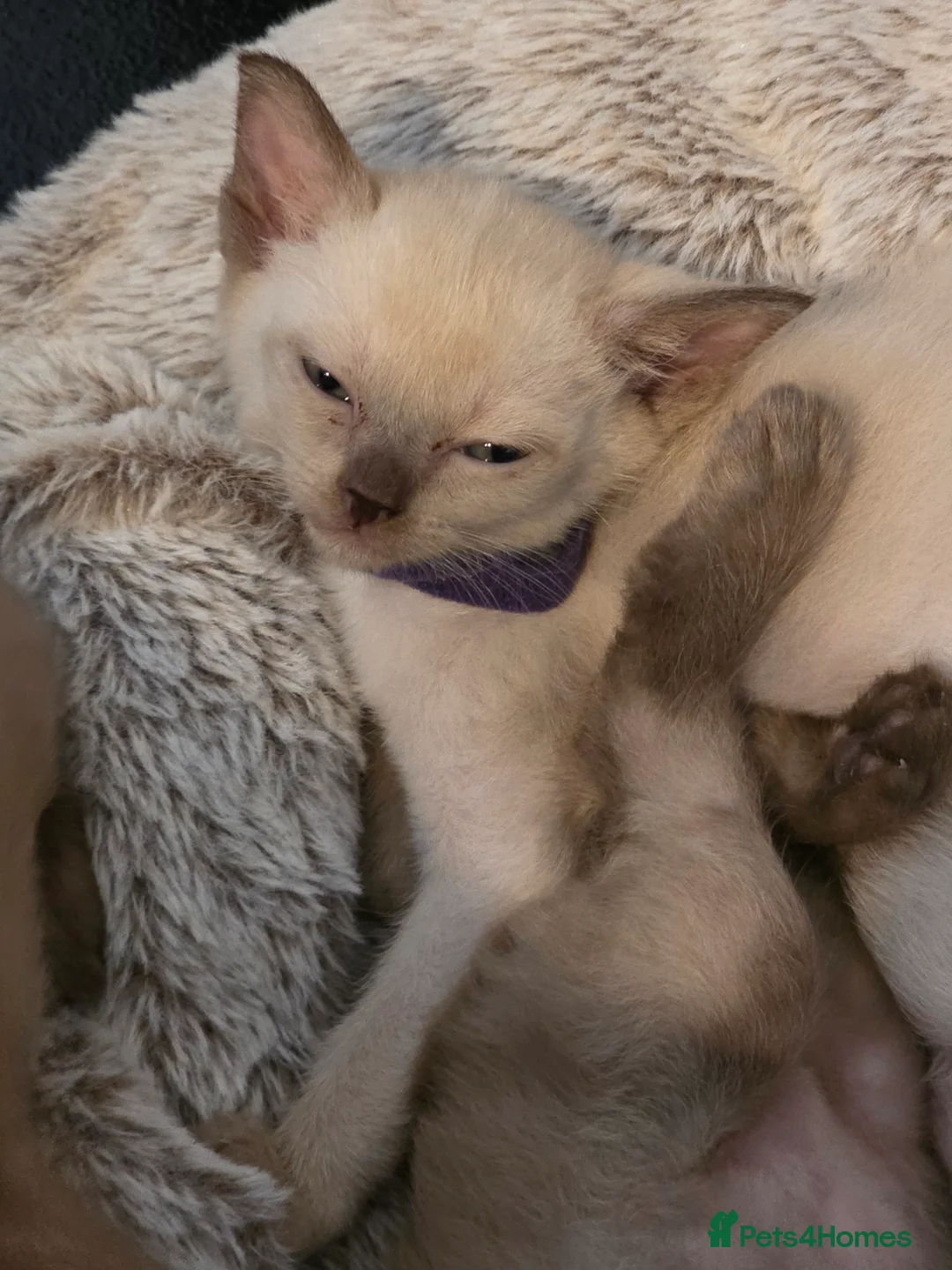 Burmese cats for sale: Burmese kittens for sale  in High Wycombe - Advert 2