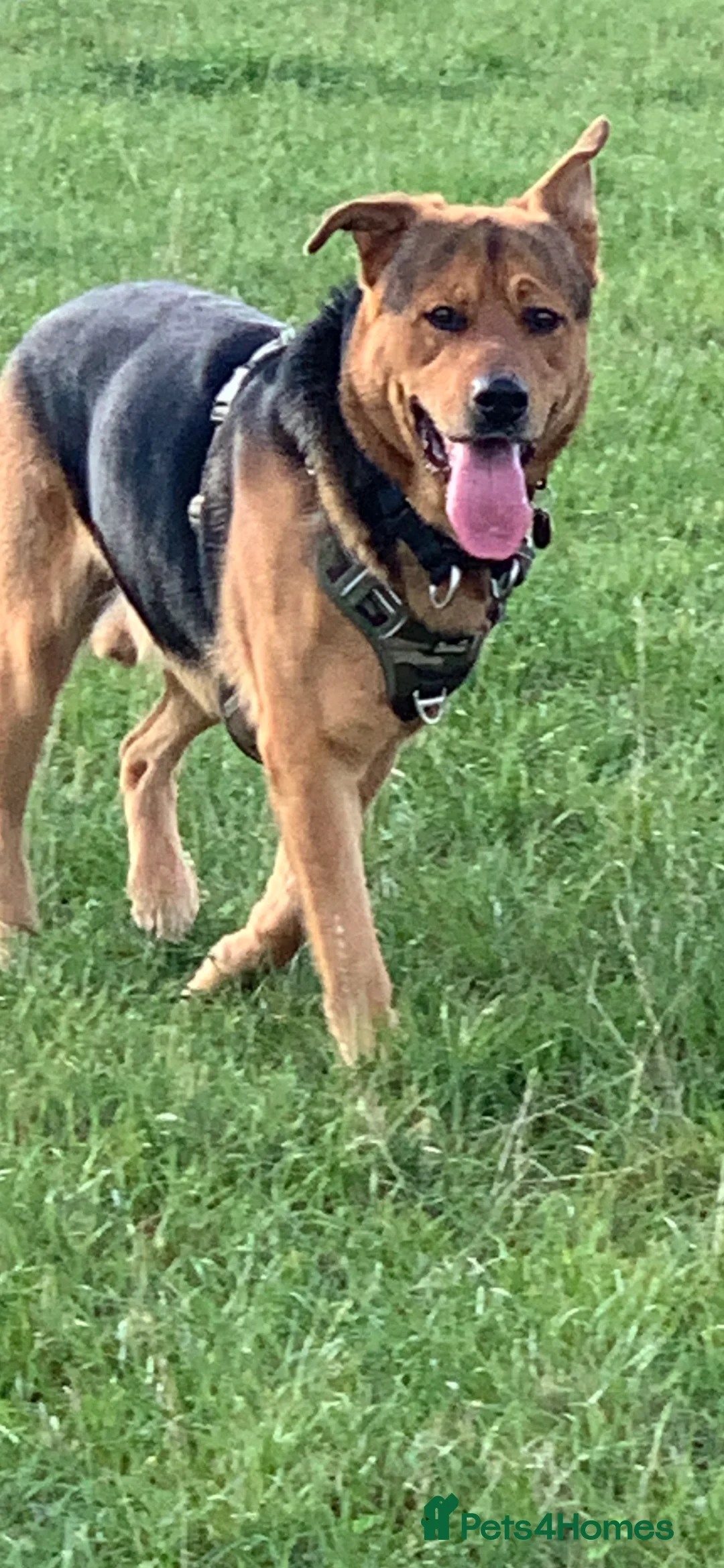 Mixed Breed dogs for sale: Swiss Shepherd Rottweiler  mix breed puppies - Advert 3