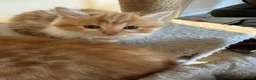 Mixed Breed cats for sale: Gorgeous Ginger & Fluffy Tabby Kittens - Advert 9