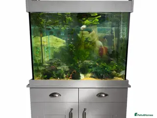 Other/Mixed Breed fish Fluval168L Aquarium+Cabinet+Fluval 407 Filter - Advert 6