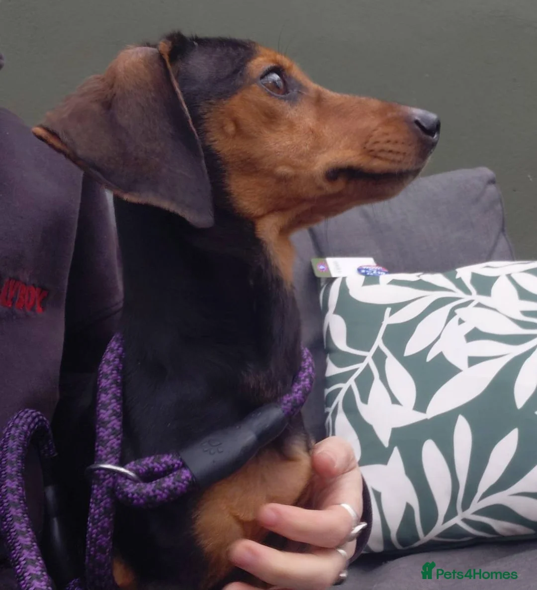 Dachshund dogs for sale: Dachshund - Advert 2