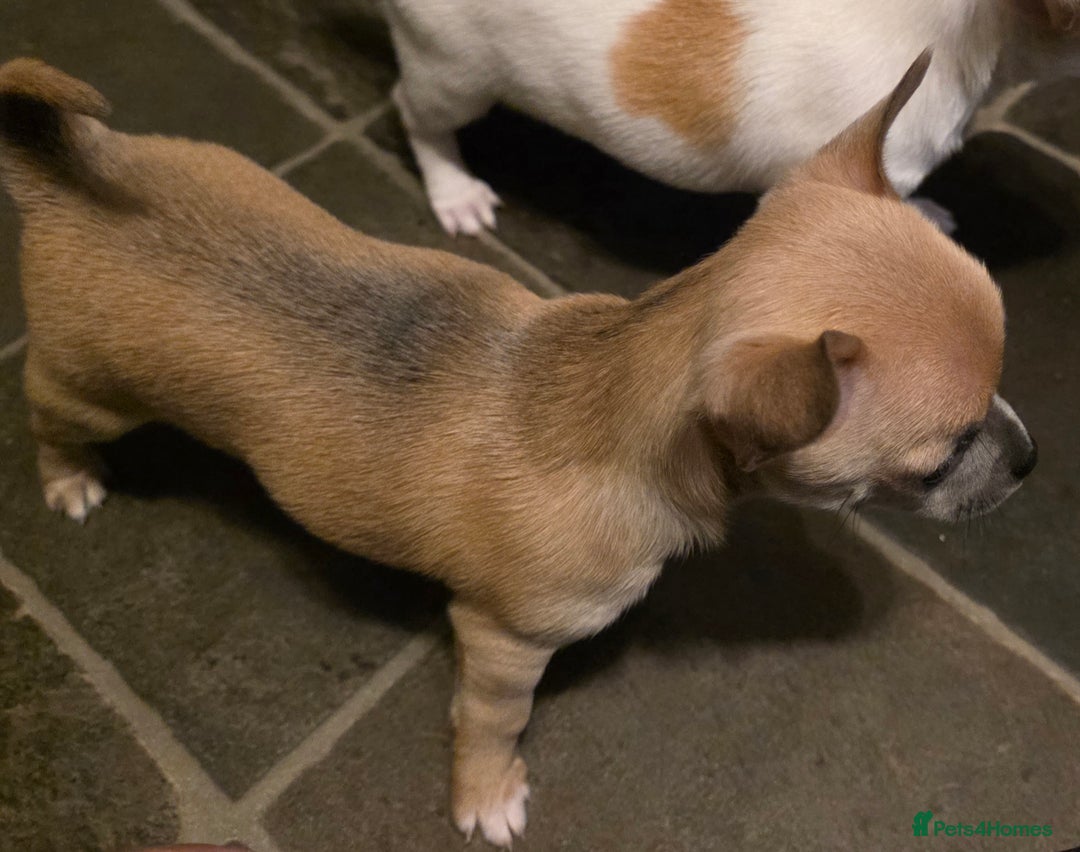 Chihuahua dogs for sale: Chihauhau puppies ready early November - Image 11