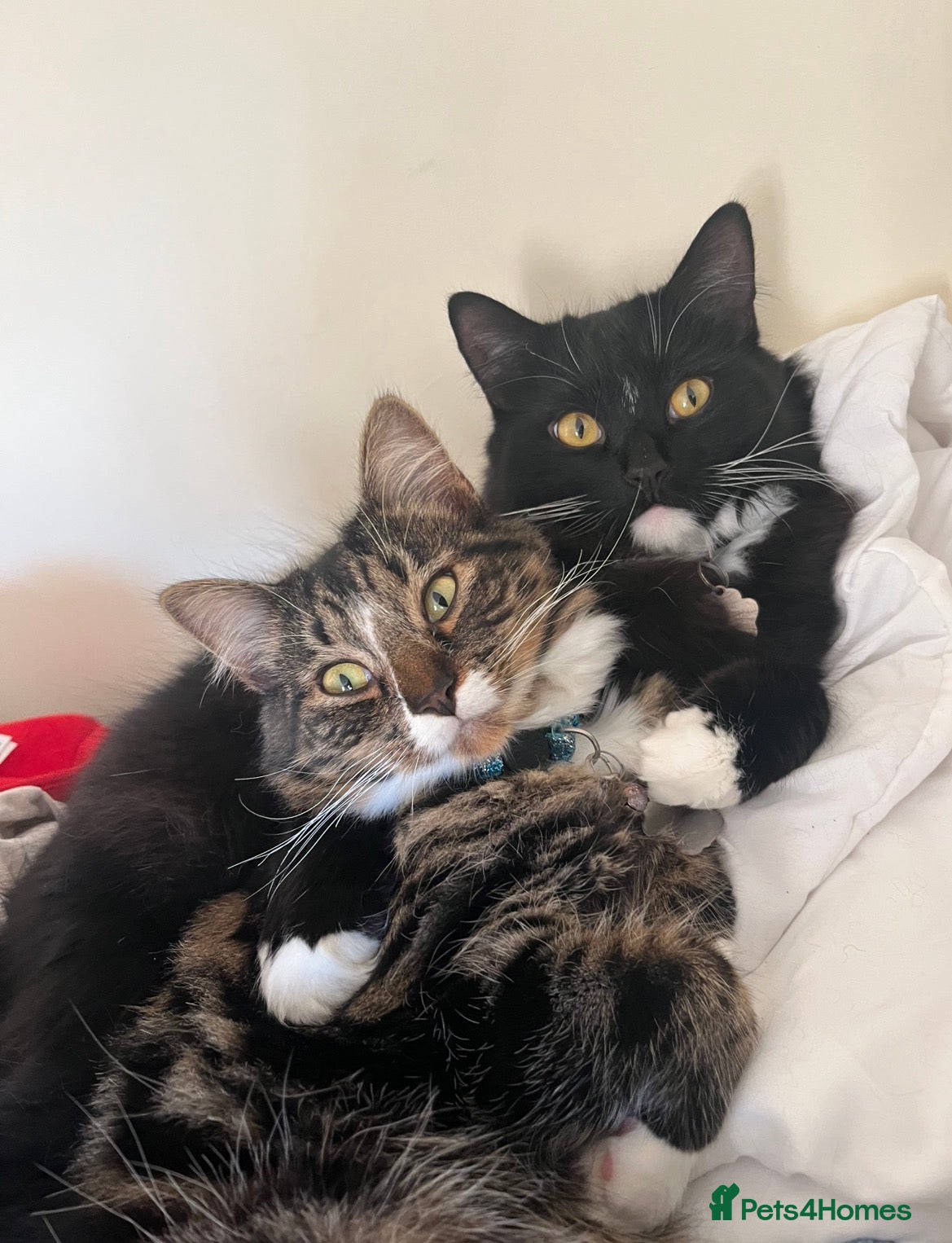 British Longhair cats bonded pair of british longhairs - Advert 4