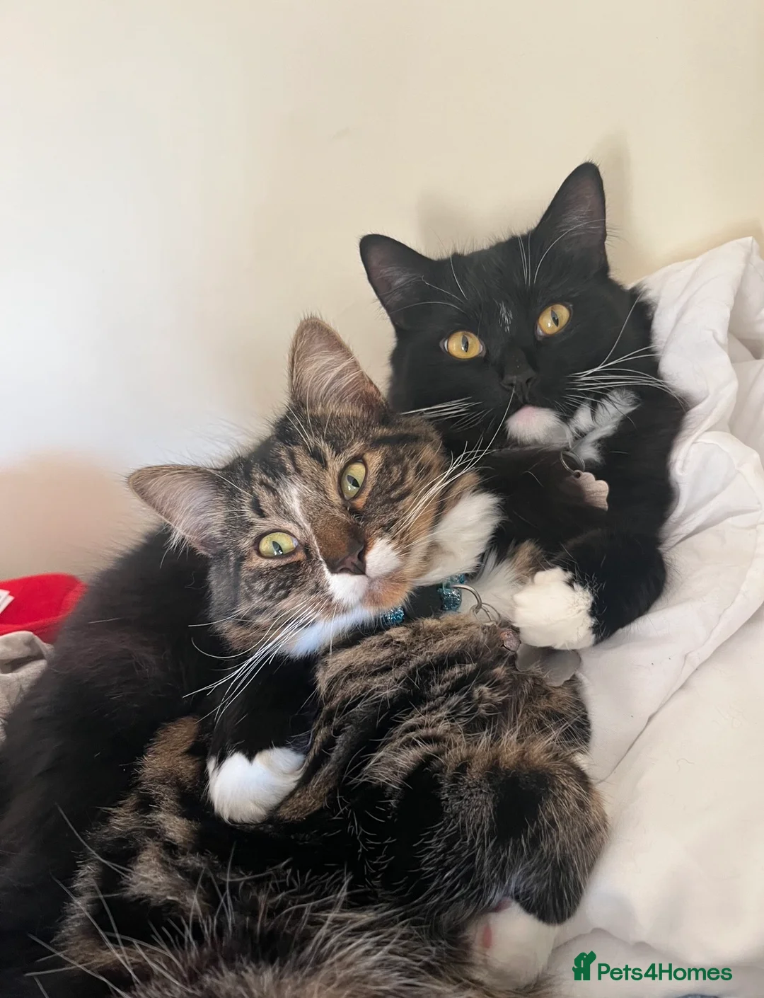 British Longhair cats for sale: bonded pair of british longhairs in Exeter - Advert 1