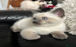 Ragdoll cats for sale: Great and happy rag doll kittens - Image 5