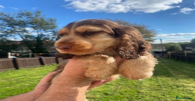Cocker Spaniel dogs - Advert 3