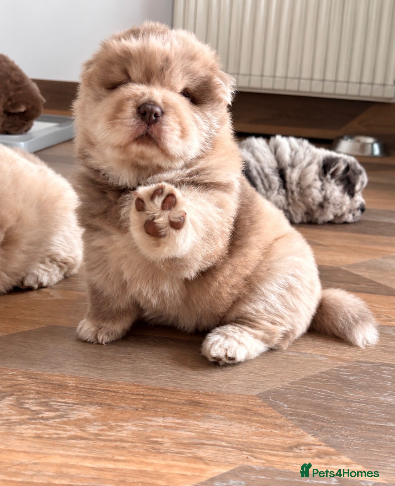 Chow Chow dogs for sale: Chow chow puppies  - Advert 1