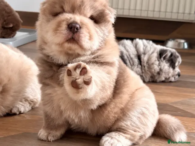 Chow Chow dogs for sale: Chow chow puppies - Advert 1
