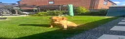 Labrador Retriever dogs for sale: Beautiful pure labrador retriever puppies. - Advert 16